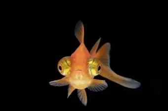 Roztomilé názvy rýb pre vaše nové domáce zvieratko