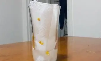 ポップコーン種子発芽実験