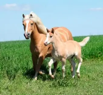 Linda égua haflinger com um potro