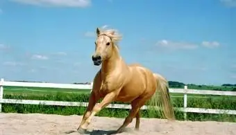 Galopando Cavalo Quarto de Milha