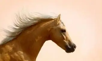 Nombres de caballos palomino