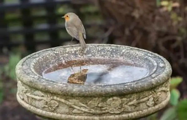 バードバスのロビン
