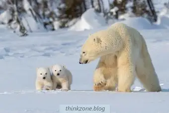 https://cf.ltkcdn.net/www/images/slide/352516-850x567-polar-bears-1417056307.webp