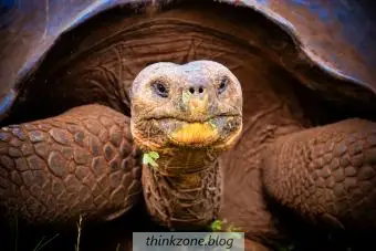 https://cf.ltkcdn.net/life-with-pets/find-your-pet/images/slide/323109-850x567-turtle.webp