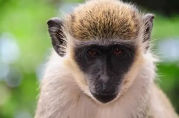 Wo kann ich einen Affen für eine Geburtstagsfeier mieten?