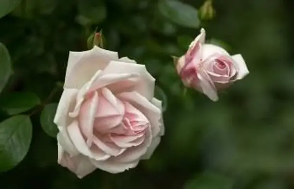 Nueva rosa del amanecer