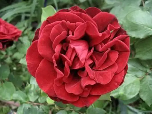 Rosa trepadora roja Don Juan