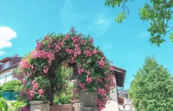 Pasaje de arco con rosas rosadas