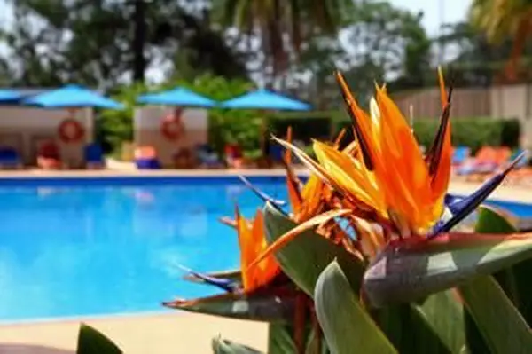 ave del paraíso junto a la piscina