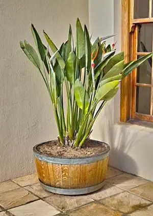 Ave del paraíso en contenedor