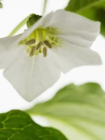 chiński lampion roślinny kwiat