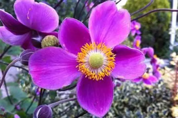 가까이서 말미잘