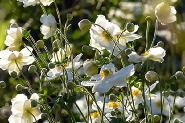 하이브리드 아 네놈