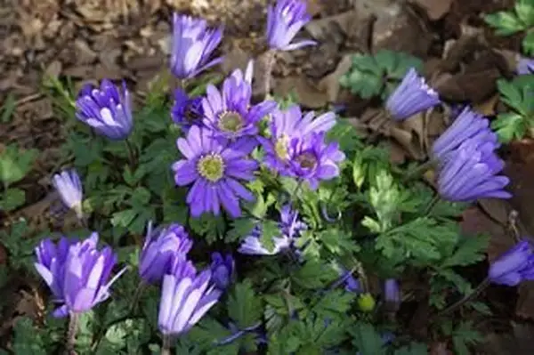 아 네놈 소프트