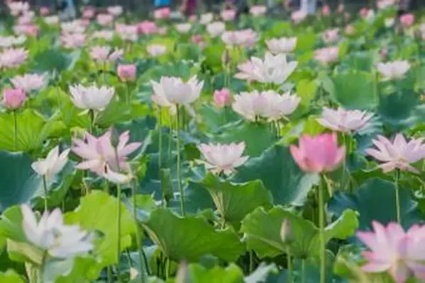 פריחת הלוטוס בקיץ
