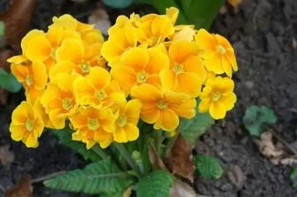 primula in primavera