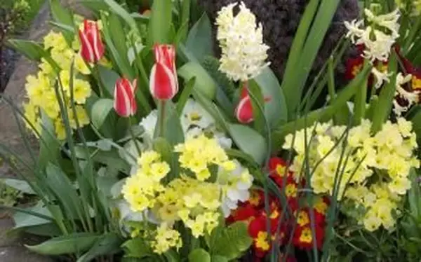 primula con bulbi primaverili