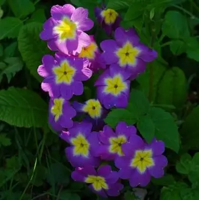 primula polyantha