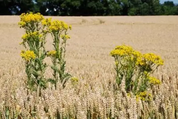 Tansy en un campo de trigo