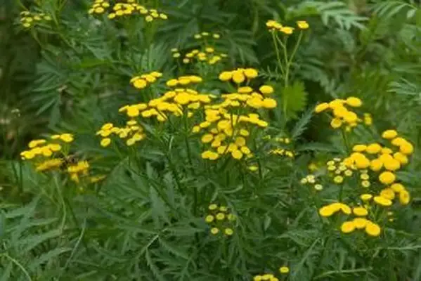 hojas y flores de tanaceto