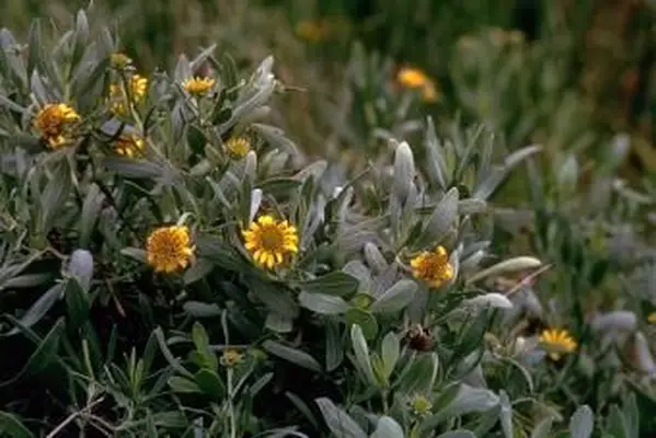 Borrichia frutescens (L.) DC. - tanaceto tupido junto al mar
