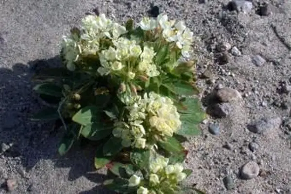 Camissonia boothii (Dougl. Ex Lehm.) Raven - Stand