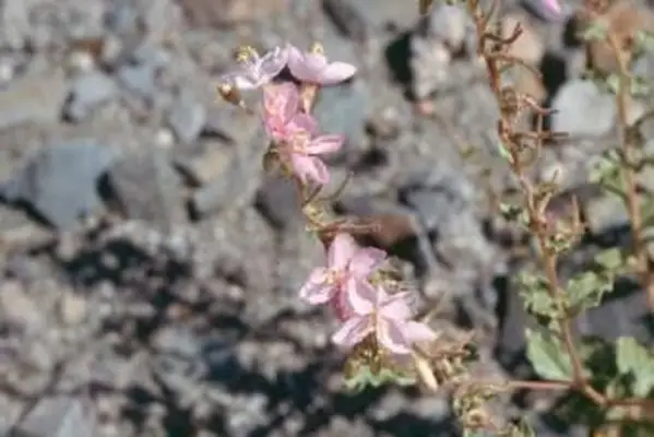 Camissonia boothii (Dougl. Ex Lehm.) Raven - Stand