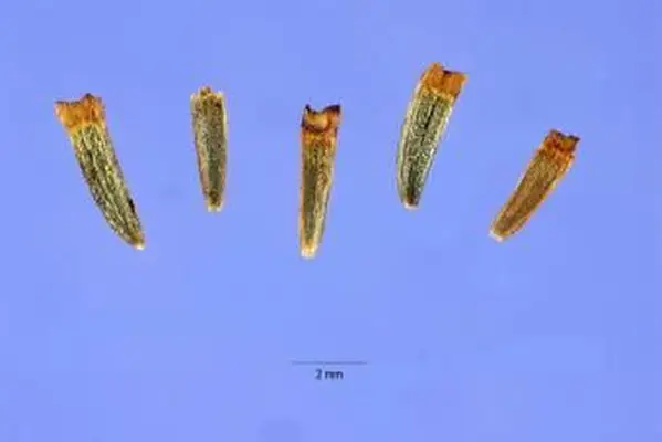 Borrichia frutescens (L.) DC. - tanaceto tupido junto al mar