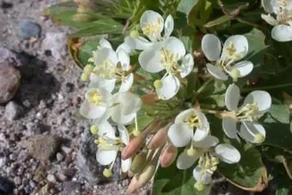 Camissonia boothii (Dougl. Ex Lehm.) Raven - Stand
