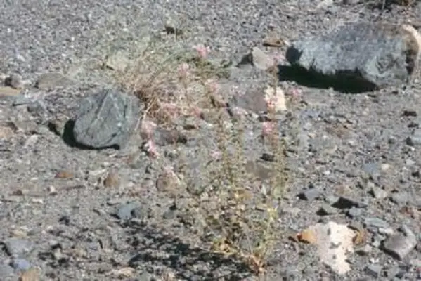 Camissonia boothii (Dougl. Ex Lehm.) Raven - Stand