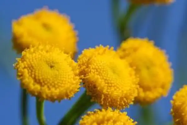 Tansy: una planta invasiva y tóxica