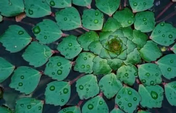 Trapanatans-らせん状の葉