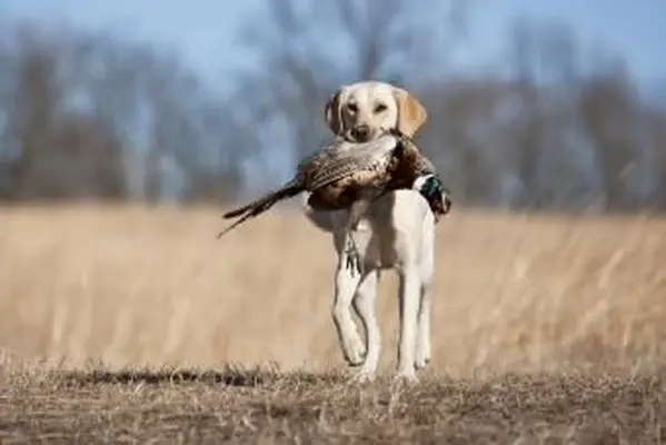 10の最高の狩猟犬