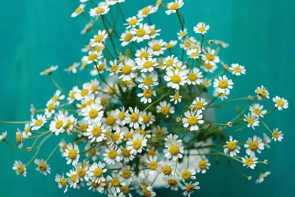 Fujifilm X-T2 Review