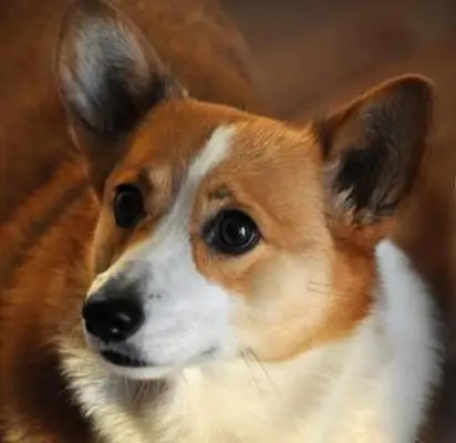 애완 동물 사진 플래시 눈 피하기