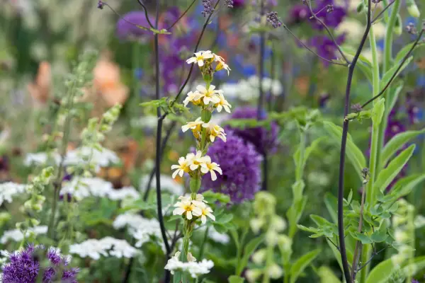 Sisyrinchium striatum