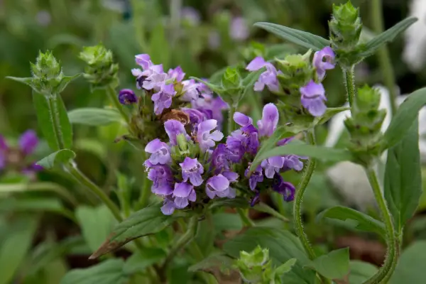 Prunella grandiflora 