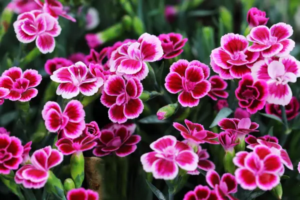Dianthus 