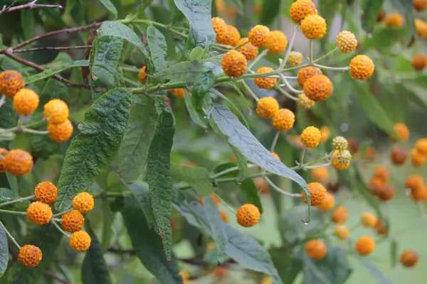 Buddleja globosa. Getty Images