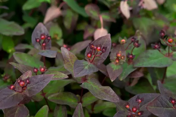 Hypericum x inodorum 