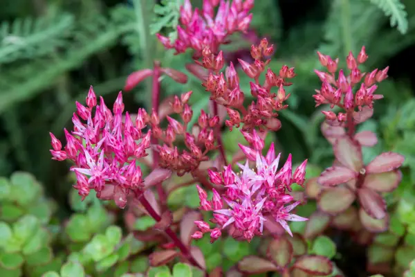 Sedum spurium 