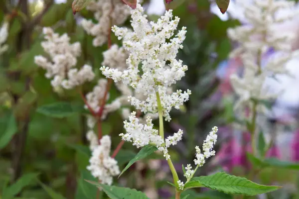 Alpine knotweed, Persicaria alpina