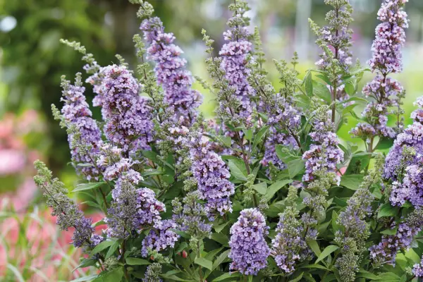 반 영원한 식물