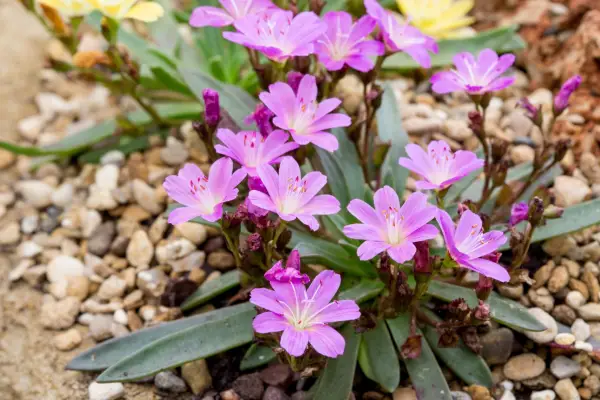 Lewisia 