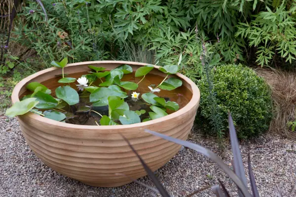 Pond pot planted up with water lily