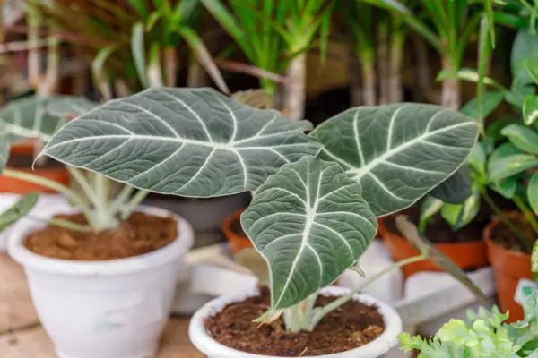 Alocasia 
