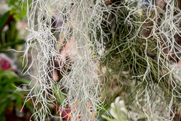 Spanish moss (Tillandsia usneoides)