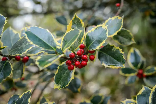 10 drzew Holly do wzrostu