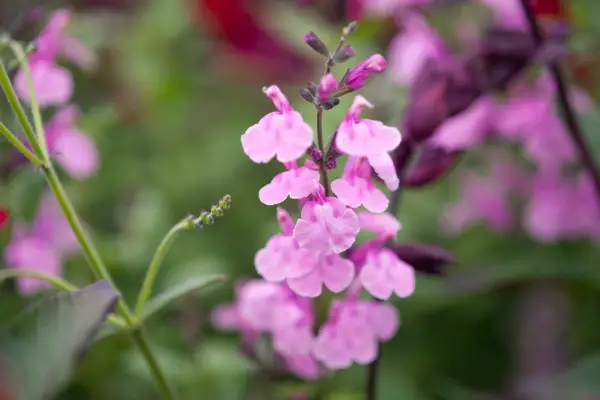 Salvia Krystle Pink