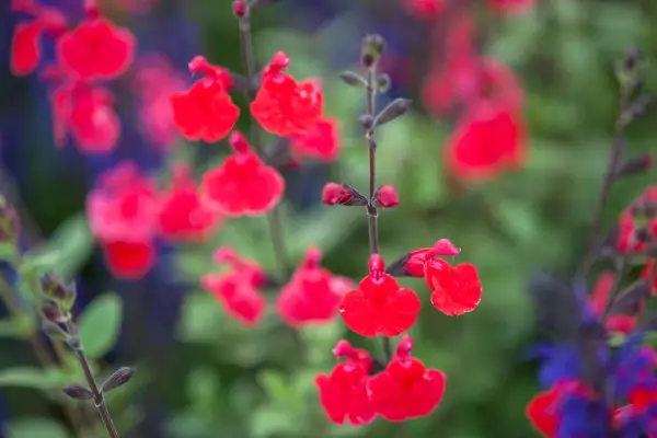 Salvia Jezebel
